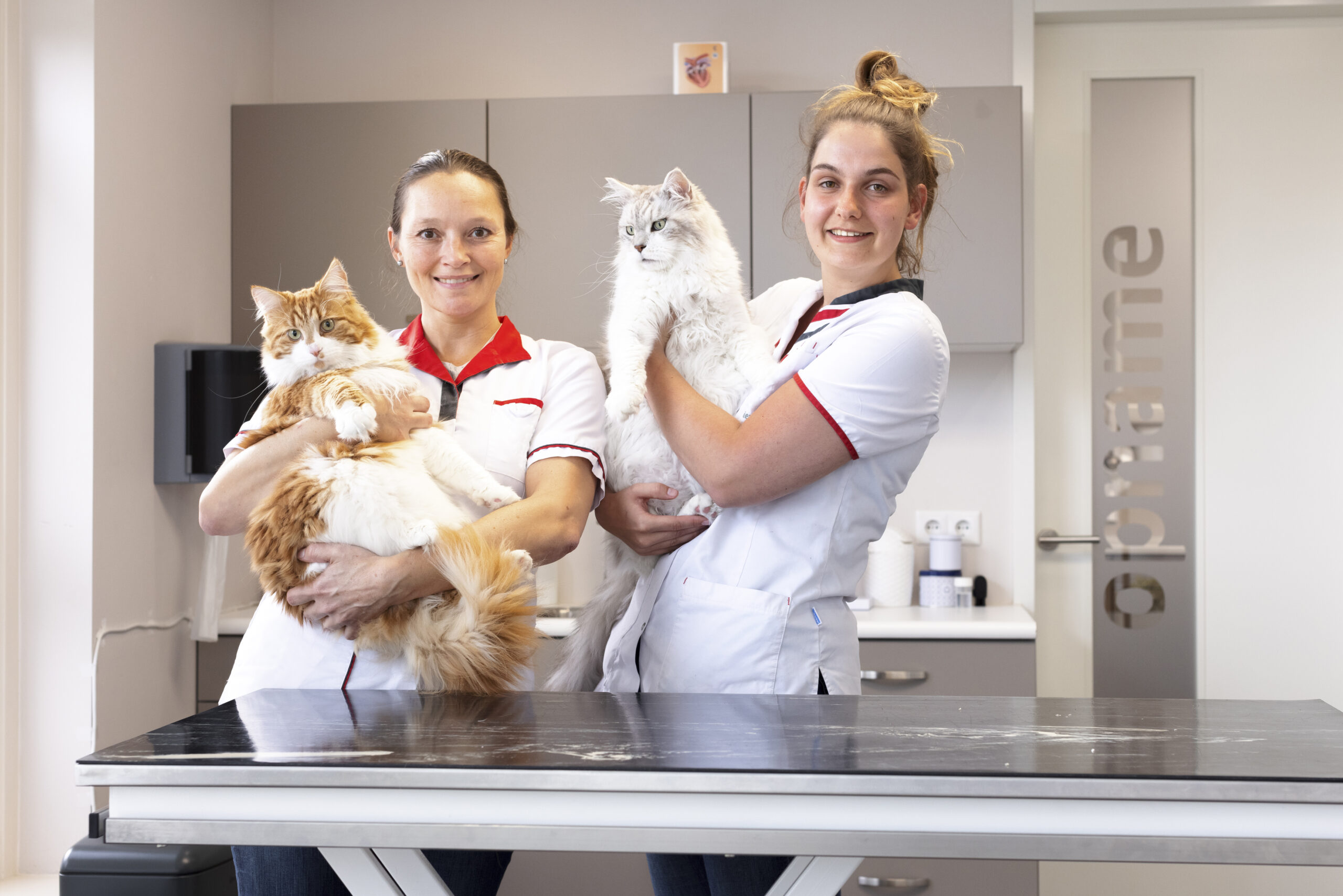 Two vet assistants, each holding a cat for employees | Voor werknemers